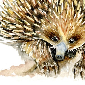 May include: A watercolor painting of an echidna, a spiny anteater native to Australia and New Guinea. The echidna is depicted with its spines raised, giving it a prickly appearance. The painting is done in shades of brown, yellow, and white, with a white background.