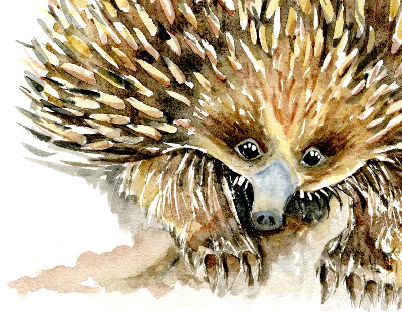 May include: A watercolor painting of an echidna, a spiny anteater native to Australia and New Guinea. The echidna is depicted with its spines raised, giving it a prickly appearance. The painting is done in shades of brown, yellow, and white, with a white background.