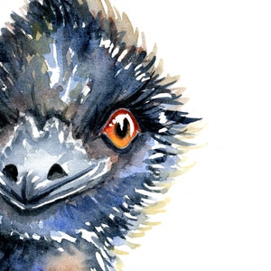 May include: A watercolor painting of an emu's head with a close-up view of its large, orange eyes. The emu's feathers are a dark blue and black color.