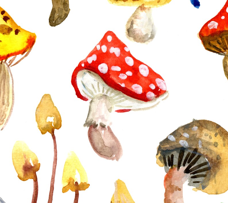 Toadstools & Mushrooms Art Print, Colourful Watercolor Wall Art, Home Decor, Fungus Woodland Painting, Forest Nature Woods Natural Artwork image 4