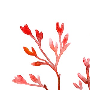 K&ouml;nnte beinhalten: Aquarellmalerei von roten und orangen Pflanzenst&auml;ngeln mit kleinen, blattartigen Formen. Das Kunstwerk ist vor einem wei&szlig;en Hintergrund platziert, wobei die St&auml;ngel in einem nat&uuml;rlichen, organischen Muster angeordnet sind. Der Stil ist weich und k&uuml;nstlerisch.
