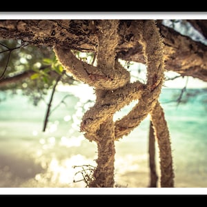 May include: A thick, weathered, beige-colored rope is tied in a complex knot around a dark, textured tree branch. The rope has a frayed, fibrous surface texture and hangs downward, with the ends extending toward the bottom of the frame.