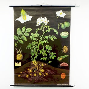 planche à roulettes vintage SCHOOL WALL CARD carte scolaire pomme de terre par Jung Koch Quentell pour Hagemann 1970
