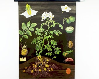 vintage SCHOOL CHART potato botanical poster by jung koch quentell for hagemann 1970s