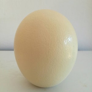 Ostrich Eggs Shell Plain DIY Supplies, Authentic Egg for home / office Decorations. For the Creative mind to do carving, painting or any art