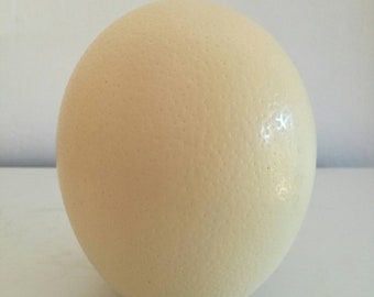 Ostrich Eggs Shell Plain DIY Supplies, Authentic Egg for home / office Decorations. For the Creative mind to do carving, painting or any art