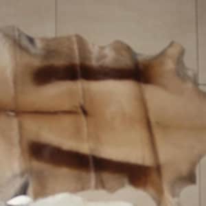 May include: A tan and brown animal hide with dark brown stripes. The hide is laid flat on a light brown tiled surface.