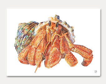 hermit crab - shellfish - seafood - printed card, watercolor, art card, marine decoration , sealife , illustration, watercolor card