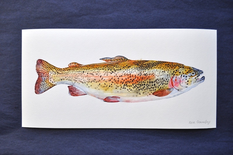 trout illustration rainbow trout fishwatercolor painting fish painting watercolor artprint fish decoration marine decoration image 1