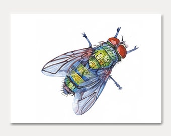 fly card, fly, insect, insect card, watercolor, mural decoration, illustration, watercolor card, small gift