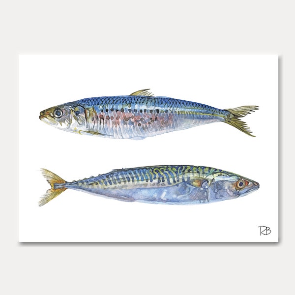 fish card,sardine,mackerel,printed card,marine card,sealovers, card decoration, postcard, postkarte,illustration,painting,card making