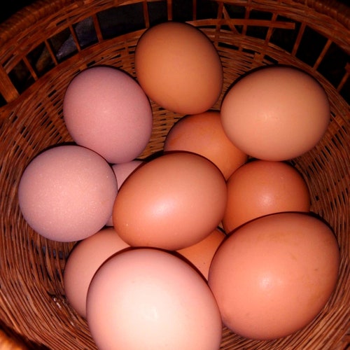 12 Farm Fresh Eggs Organic Etsy