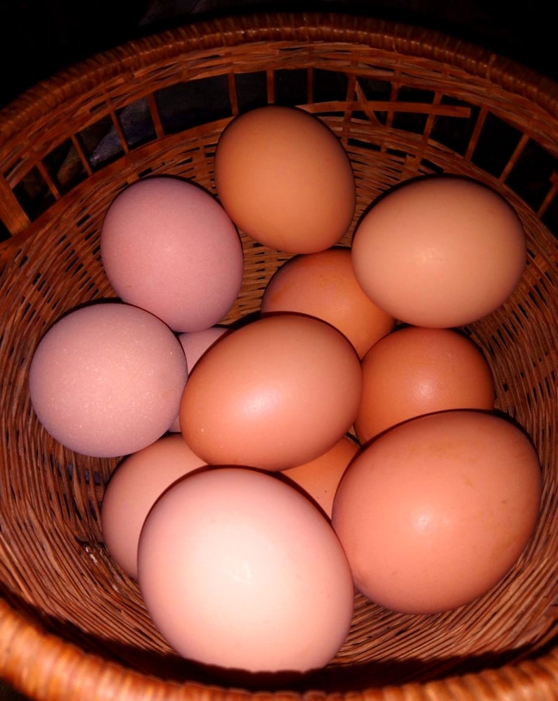Can You Eat Farm Fresh Eggs When Pregnant