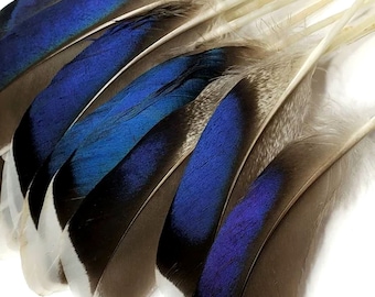 1/4 Lb. - Iridescent Blue Mix Mallard Duck Wing Wholesale Feathers (Bulk)  Craft