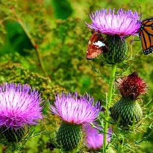 Thistle Seeds 50