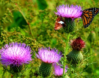 May include: A close-up of a purple thistle flower with a monarch butterfly perched on it. The butterfly has orange and black wings with white spots. The thistle is surrounded by green foliage.