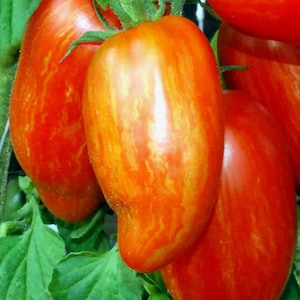 Rigato romano, pomodoro cimelio, 10 semi, sapore dolce, ottimo per salsa, Roma vistosa, pomodoro artigianale