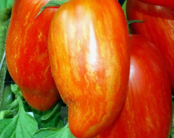 Striped Roman, heirloom tomato, 10 seeds, sweet flavor, great for sauce, showy Roma, artisan tomato