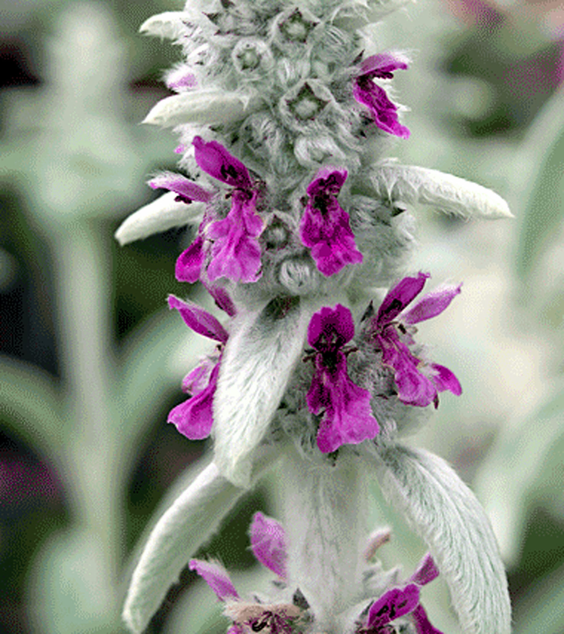 Lamb's Ear 30 Seeds Medicinal Herb GMO Free stachys Byzantina Lanata Etsy