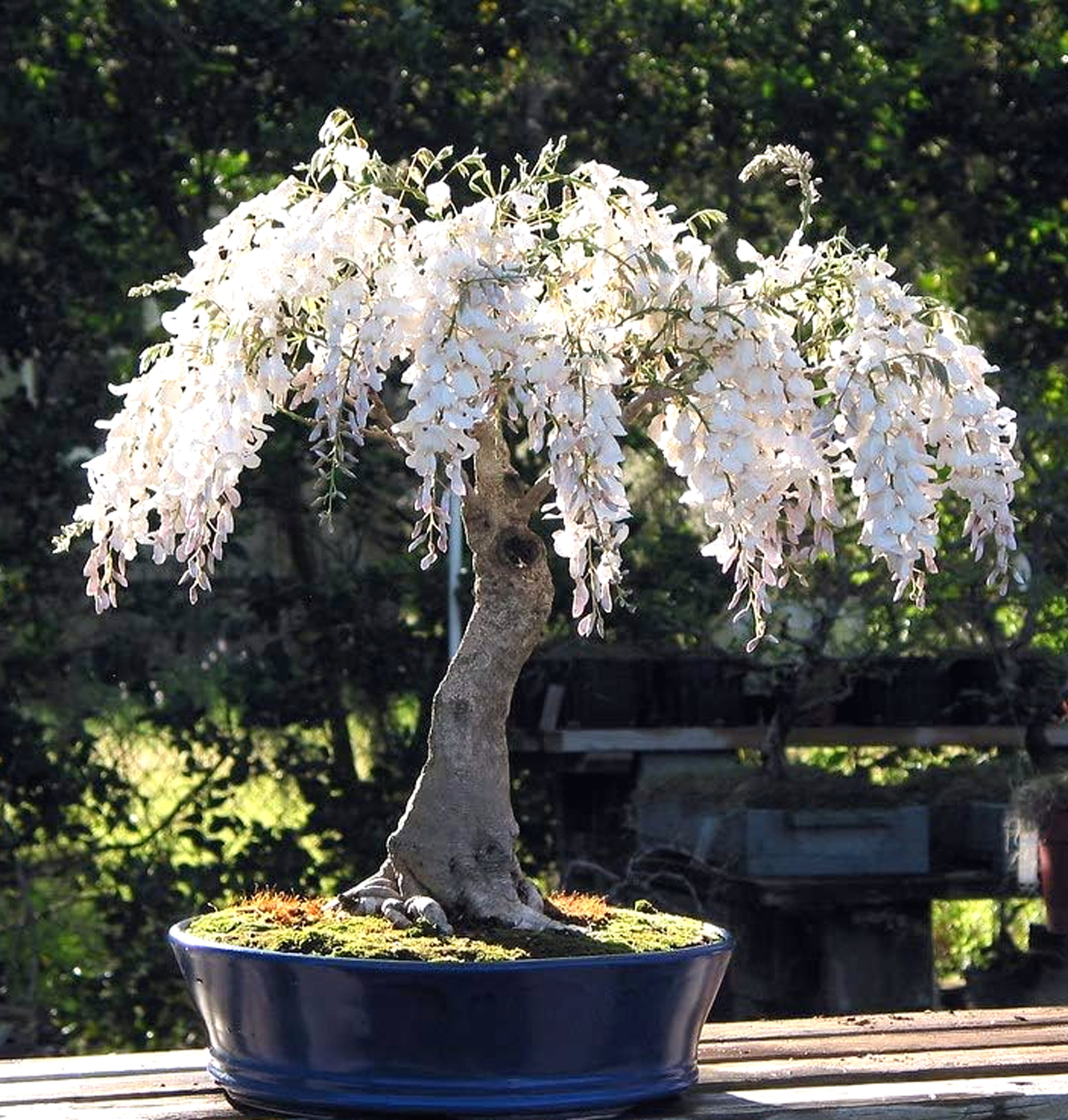 Bonsai Wisteria Seeds White - 5 Seeds - Etsy