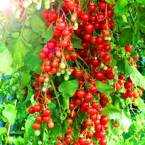 Sweet Pea Currant Tomato Seeds 35 seeds Tiny Tomato - Heirloom Tomato - micro tomato