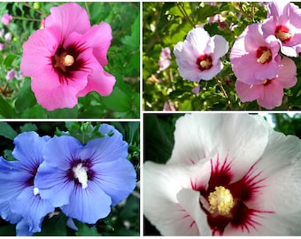 Rose de Sharon à floraison mixte - 10 graines