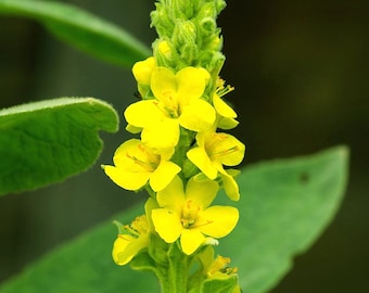 Mullein 100 Seeds Common Mullein Seeds - Heirloom Seeds, Medicinal Herb Seeds, Verbascum Thapsus, Herbal Remedy, Herbal Tea, Non-GMO