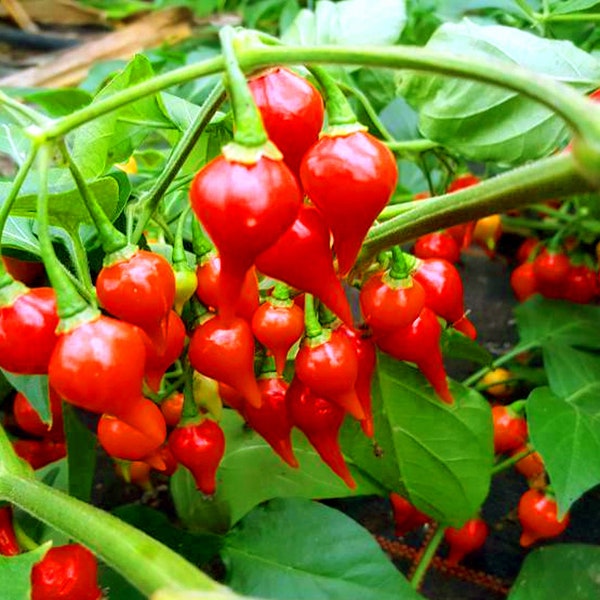 Pepper Drops Seeds 25 Heirloom Red Biquinho tear drop shaped red peppers