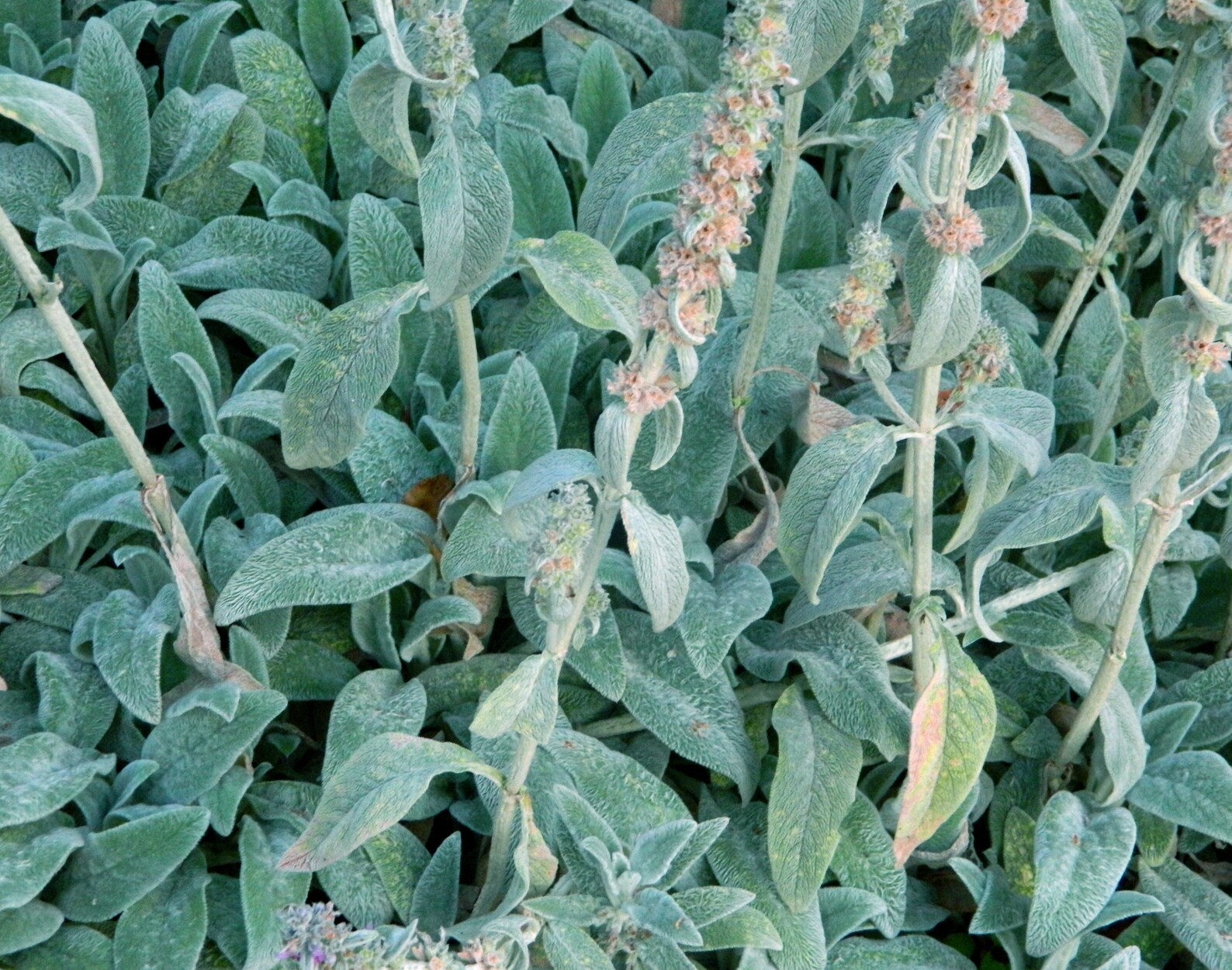 Lamb's Ear 30 Seeds Medicinal Herb GMO Free stachys Byzantina Lanata Etsy