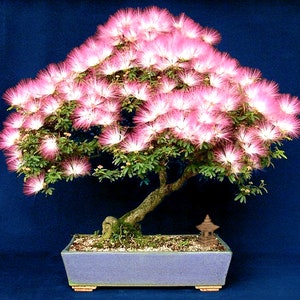 Bonzai Mimosa Tree Seeds 10 Silky