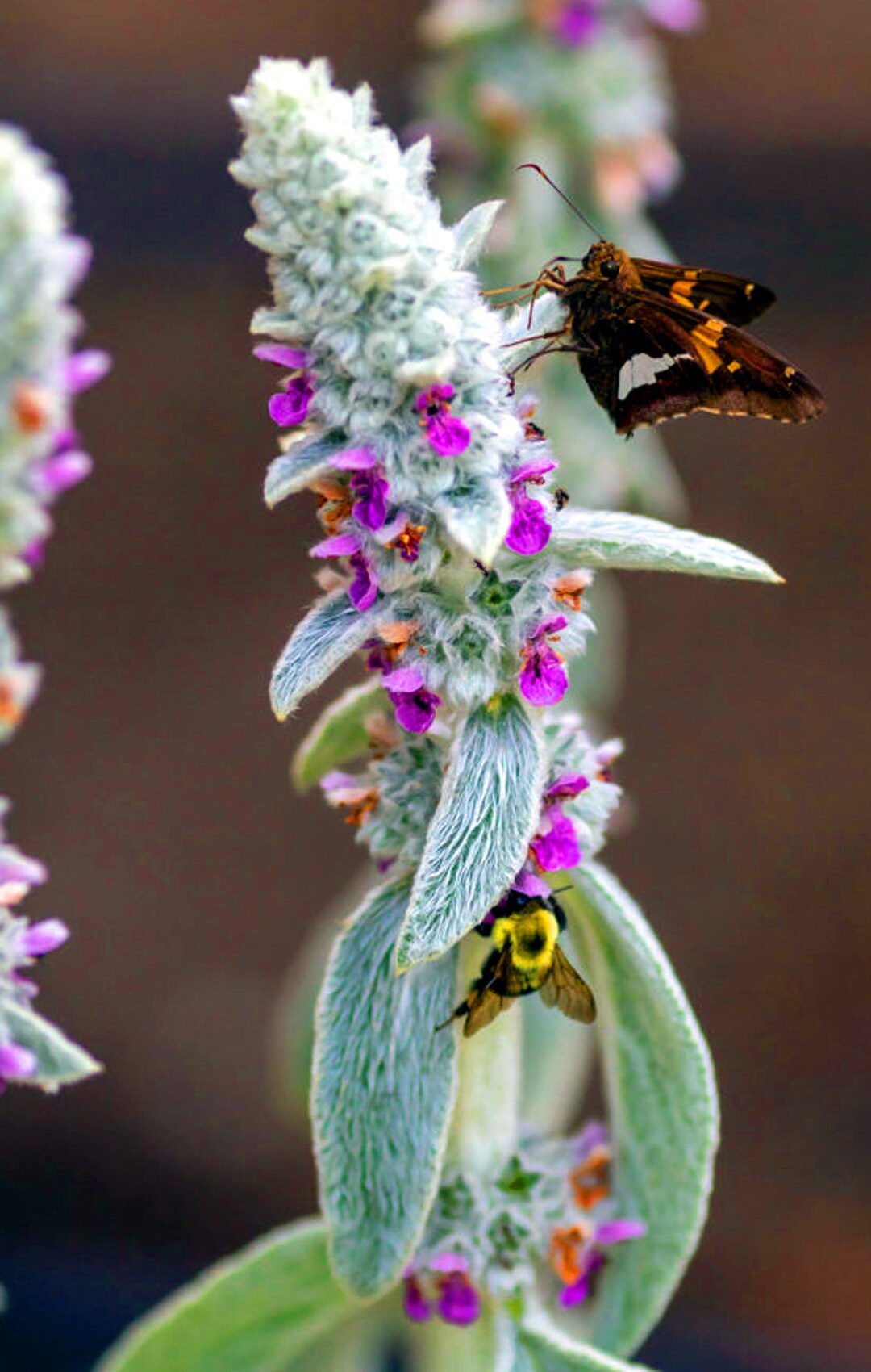 Lamb's Ear 30 Seeds Medicinal Herb GMO Free stachys Byzantina Lanata Etsy