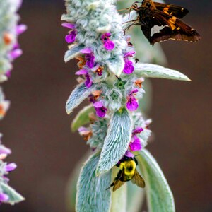Lamb&#39;s Ear - 30 Seeds - Medicinal Herb - GMO Free (Stachys byzantina lanata)