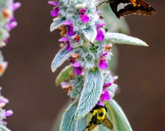 Lamb's Ear - 30 Seeds - Medicinal Herb - GMO Free (Stachys byzantina lanata)
