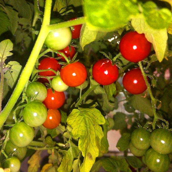 World's Smallest Tomato Currant Tomato 15 Seeds Sweet Pea  Tiny Tomato - Heirloom Tomato - micro tomato