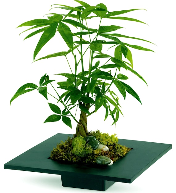 Bonsai Money Plant -10 Seeds - Etsy