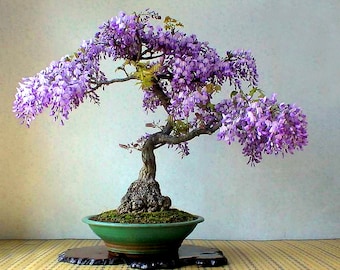 Bonsai Wisteria Seeds Purple - 5 Seeds