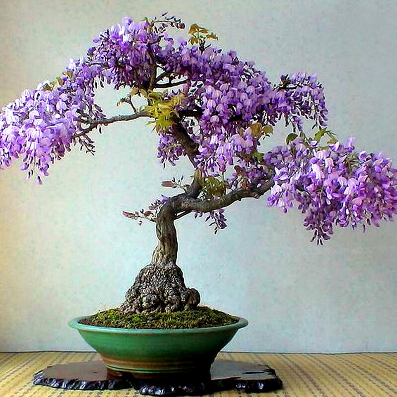 thumbnail image 2 of 10 Purple Wisteria Bonsai Tree Seeds – Prized Flowering Bonsai – CZ Grain – Easy Grow 2 of 4