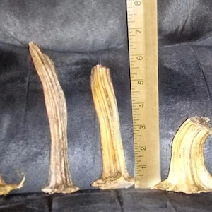 May include: Five dried gourd pieces of varying sizes and shapes, ranging in colour from light brown to dark brown, are arranged on a dark grey surface next to a ruler.