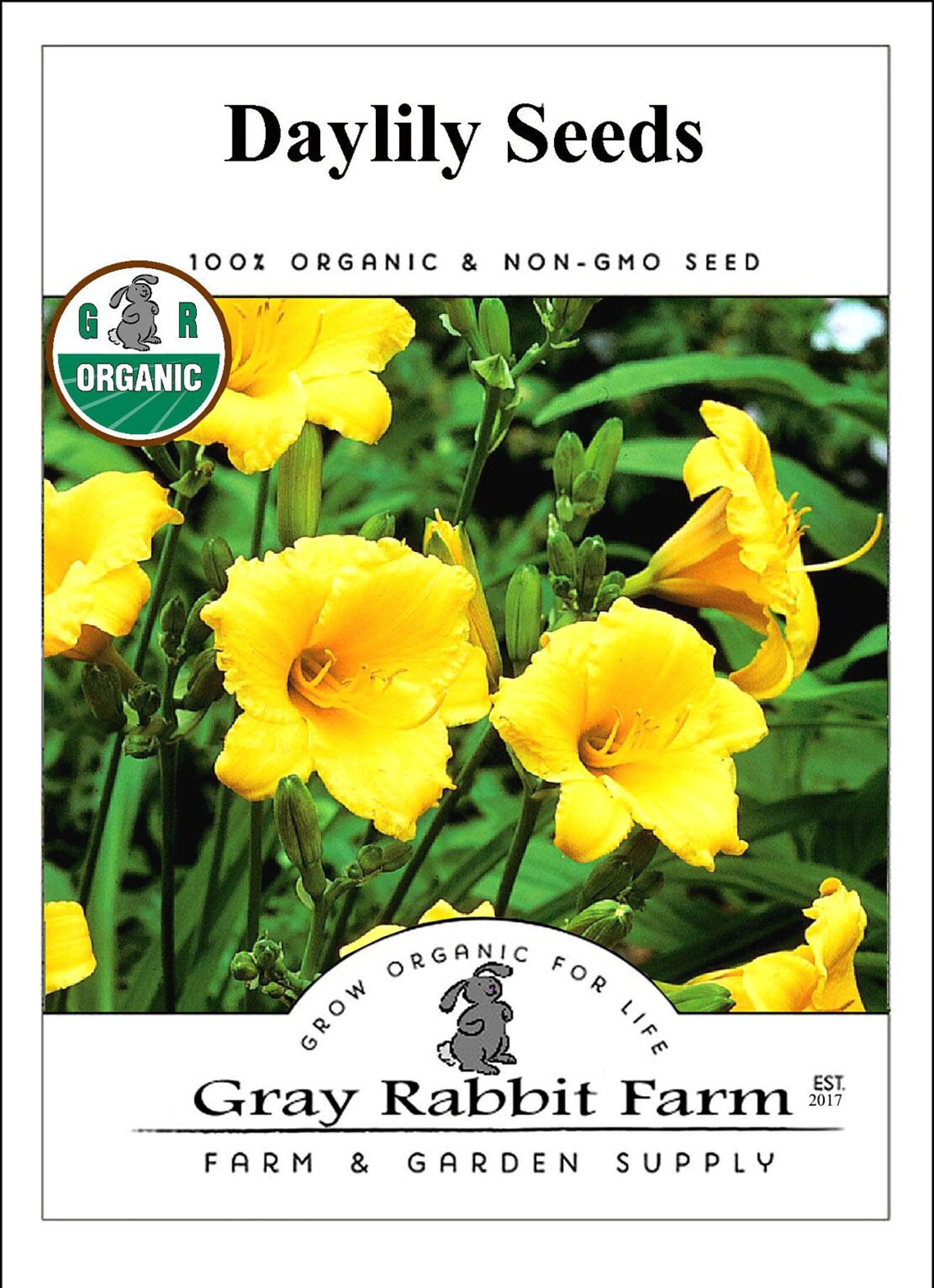Daylily Seeds - Stella D'oro Perennial- 10 Seeds - Etsy