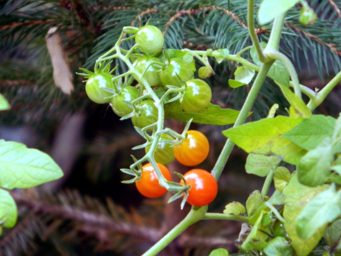 sweet pea currant tomato plants for sale