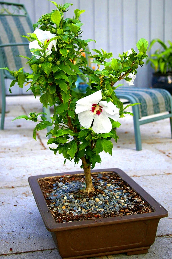 Rose of Sharon (bonzai Seeds) - White - 10 Seeds - Etsy