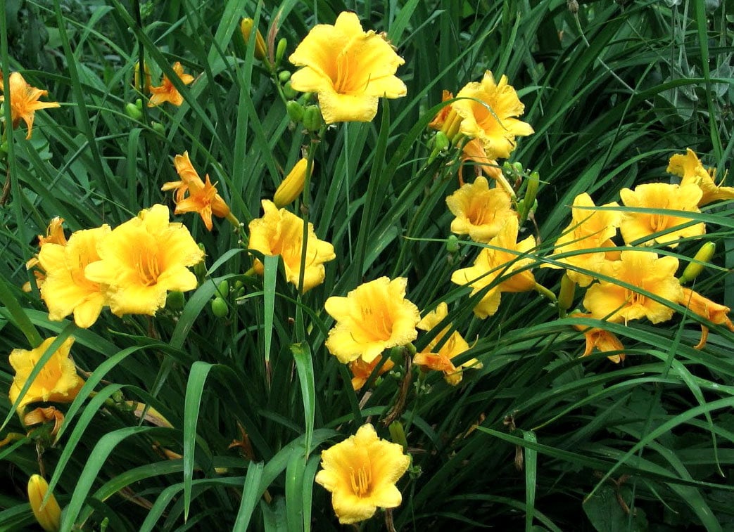 Daylily Seeds - Stella D'oro Perennial- 10 Seeds - Etsy