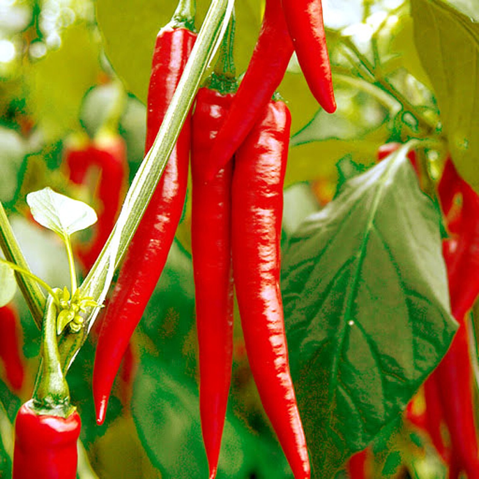 Cayenne Pepper Seedslong, Hot 25 Seeds Etsy