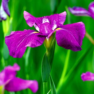Peut inclure: Gros plan sur une fleur d'iris violette vibrante, avec des pétales proéminents et un centre jaune. La fleur se détache sur un fond vert flou de feuillage, mettant en valeur sa structure et sa couleur.