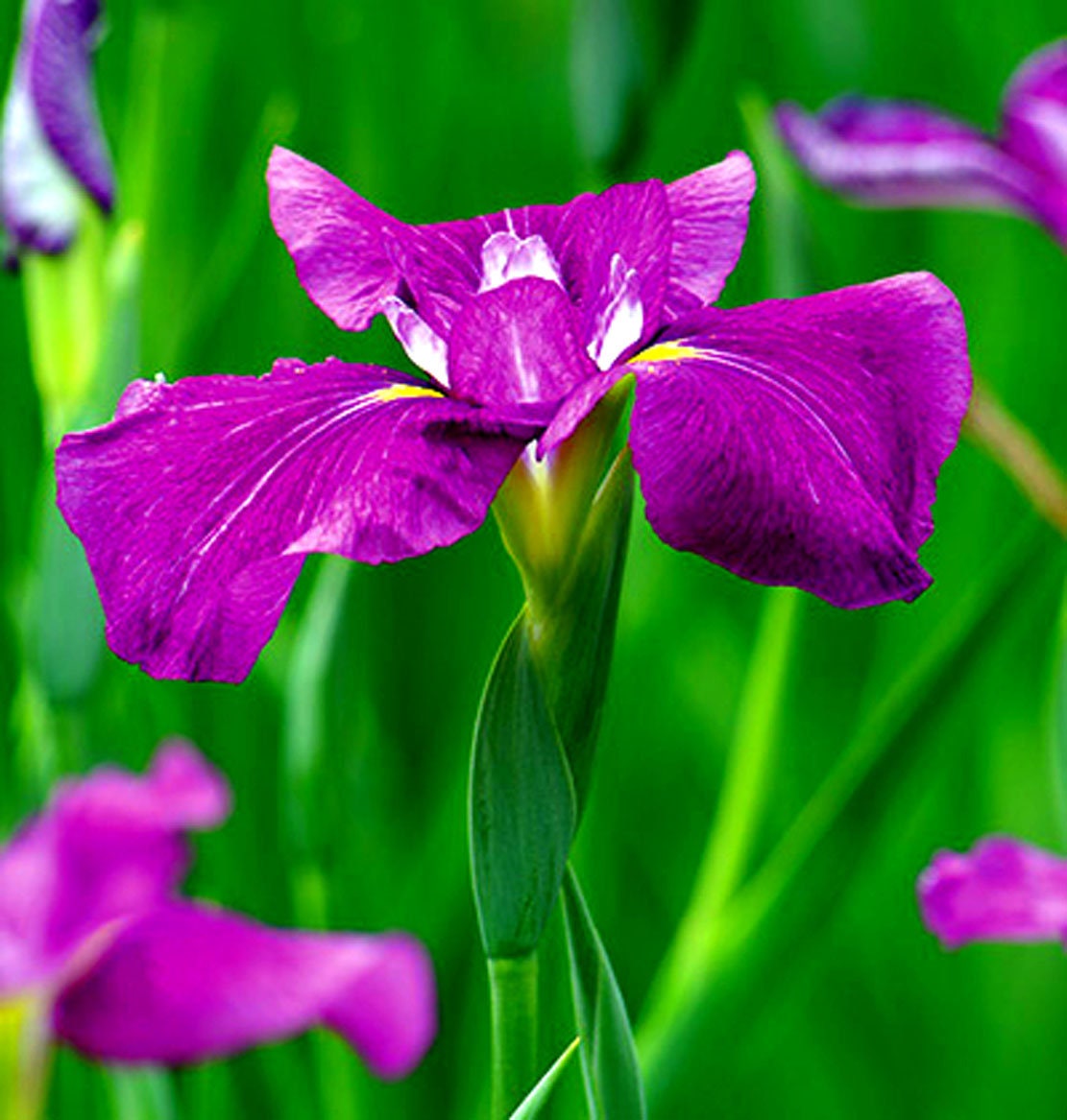 Iris Face Stick-On Jewels - Purple Passion