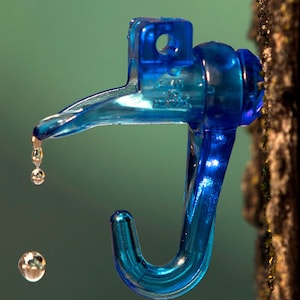 May include: A blue plastic maple sap tap with a hook and spout, dripping sap into a container. The tap is attached to a tree trunk.