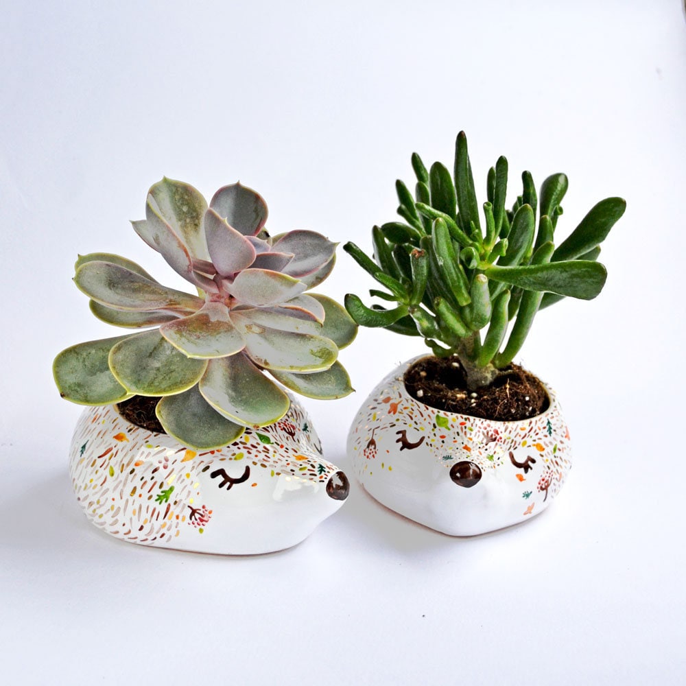 Mini Jardinière, Décor