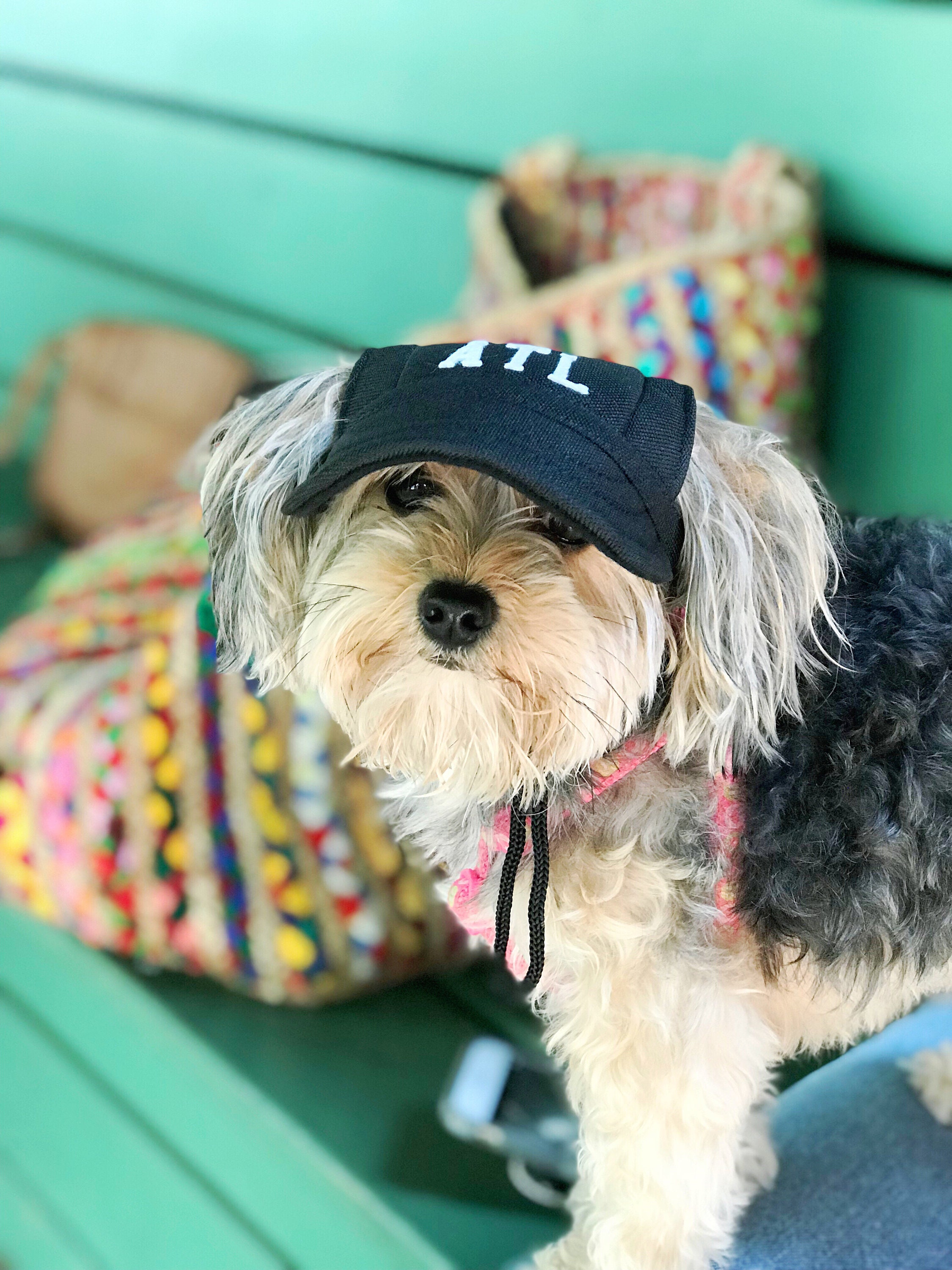 Dog Baseball Hat 