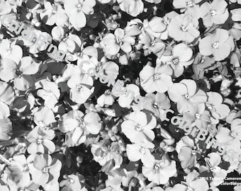 Rockcress - página para colorear en escala de grises para adultos