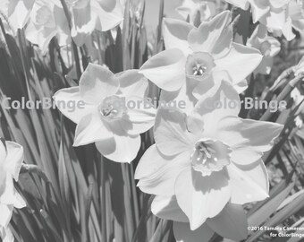 Narcisos - página para colorear en escala de grises para adultos